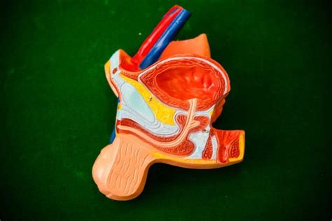 наочна анатомія людини – АНАТОМ / ANATOMIST | Birthday, 10 things ...