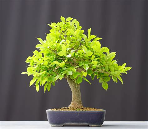 Bonsai Celtis Sinensis Z Rgelbaum Cm Japano Bonsai