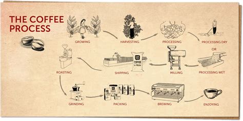 Coffee Making Process Diagram Coffee Processing Step Step Ro