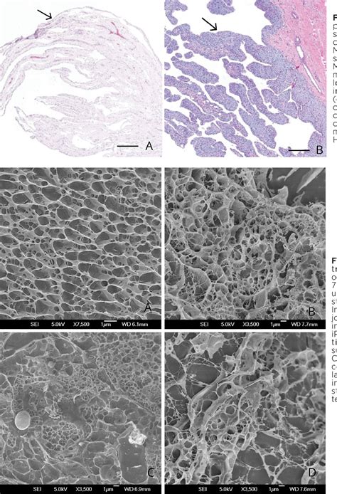 Figure 1 From Histologic And Cytologic Changes In Normal Equine Joints