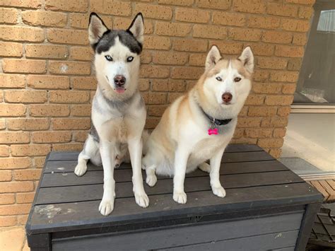 Homes For Huskies Rescue Inc - Adopt a Husky in Melbourne