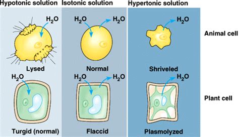 Osmosis Flashcards | Quizlet