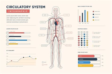 Infografía Del Sistema Circulatorio Lineal Vector Premium