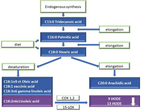 The synthesis of palmitic acid derivatives and proinflammatory... | Download Scientific Diagram