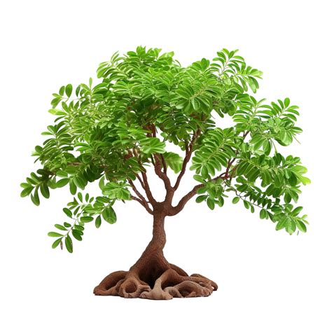 Decorative Dwarf Tamarind Tree, Tamarind Tree, Dwarf, Tree PNG ...