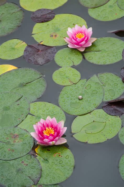 Water Lotus Pond Royalty Free Photo