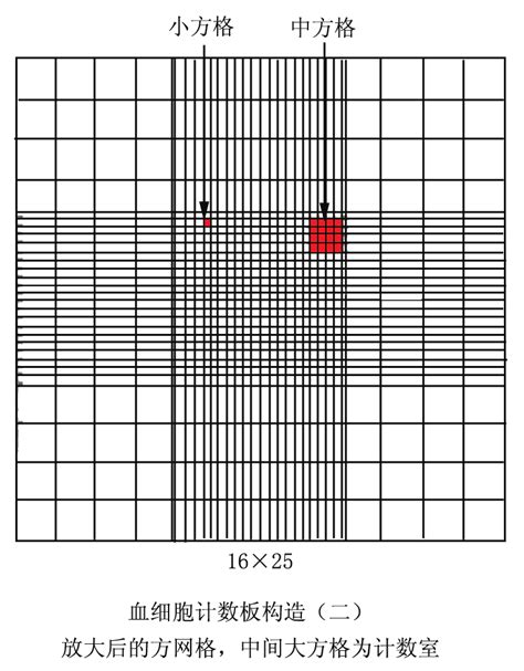 1血球计数板操作规程 Word文档在线阅读与下载 免费文档