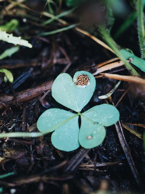 Learn to Garden — Gardening with Casey Joy