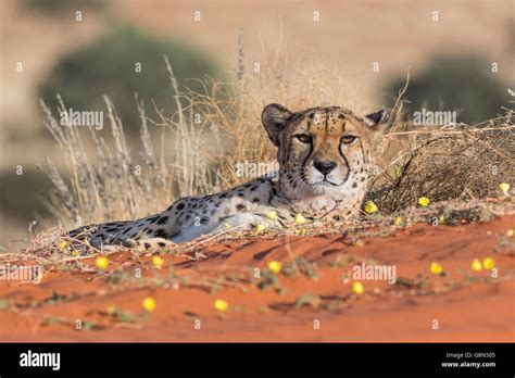 Cheetah Acinonyx Jubatus Lying In The Sand Kalahari Desert Namibia