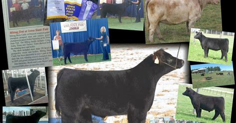 Mittag Blog 2013 Mittag Show Cattle Year In Review