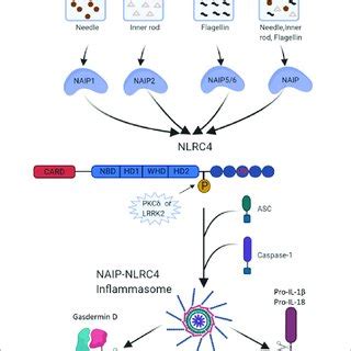 Mechanisms Of Naip Nlrc Inflammasome Activation Infection Of