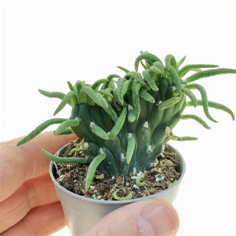 Opuntia Subulata F Crestata 65 Cm Cactaceae Giromagi Vendita