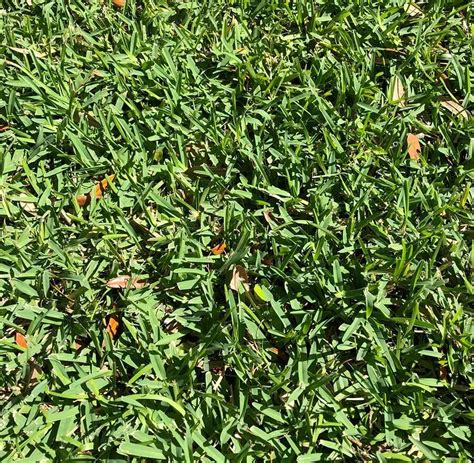 St Augustine Grass How To Grow St Augustine In Southern Lawns