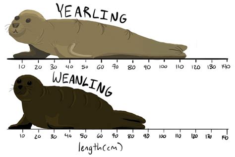 The Life Of A Female Northern Elephant Seal U S National Park Service