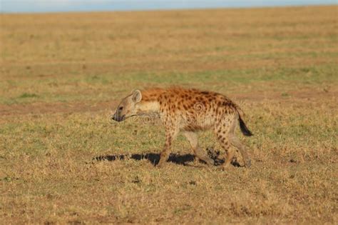 Spotted Hyena Walking In The African Savannah Stock Image Image Of