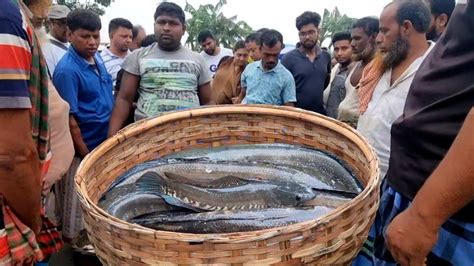 পদ্মার বিশাল বড় বড় সাইজের শোল গজার মাছের পাইকারি মূল্য দেখুন