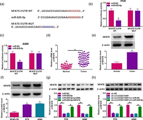 Mir P Could Target Nfat A The Binding Sites Between Nfat