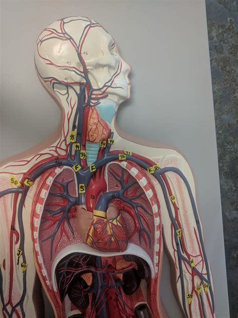 Blood Vessel Torso Diagram Quizlet