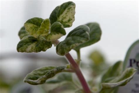 Planta de incienso o Plectranthus coleoides cuidados Guía completa