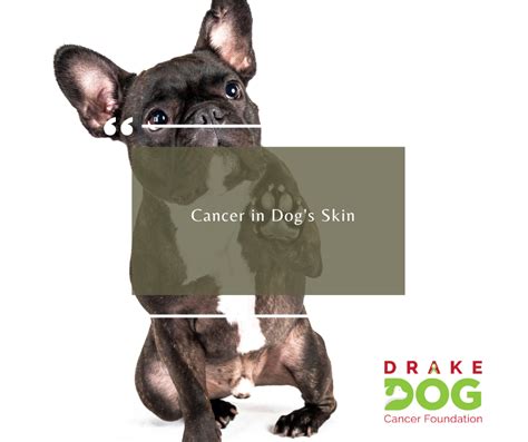 Cancer in Dogs Skin – Drake Dog Cancer Foundation