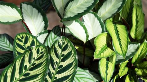 Calathea Zo Verzorg Je Deze Kunstzinnige Kamerplant Libelle