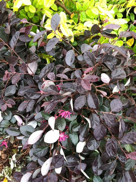 Loropetalum Plum Delight Burgundy Shrub Shrubs Plants Yerba