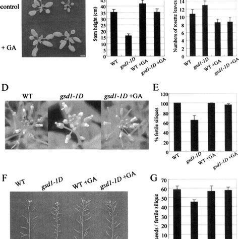 Phenotypes Ofgsdl Ld Mutant And Wild Type Plants A Seedlings Were