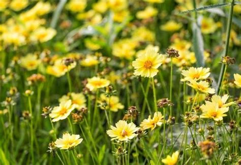 Stunning Coreopsis Varieties To Fill Your Garden With Color All Summer