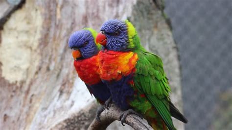 Rainbow Lorikeet Diet Pet Scan - craftinter