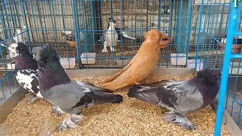 Biggest Fancy Pigeon Farm Hpuse Pigeon Collection Largest Fancy