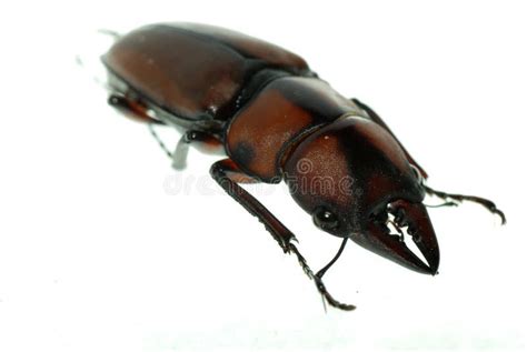 Insect Stag Beetle Stock Photo Image Of Black Closeup 15621554