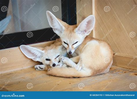 Fennec Fox Sleeping On A Wood Stock Image Image Of Sleeping Tail