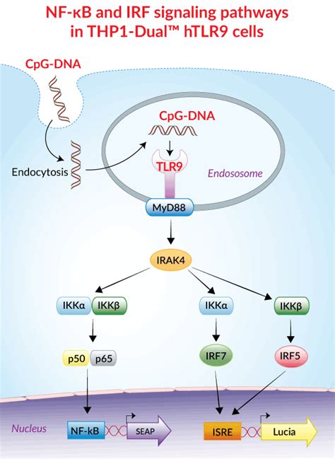 Human TLR9 Reporter THP 1 Cells InvivoGen