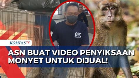 Keji Oknum Asn Asal Singkawang Kalbar Buat Konten Siksa Monyet Dan