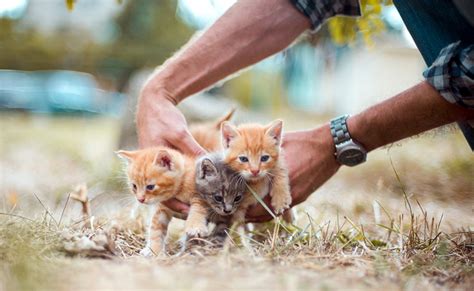 Chat Mâle Ou Chat Femelle Comment Reconnaitre Le Sexe D Un Chaton