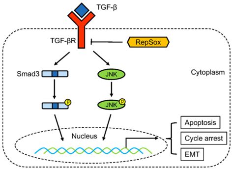 TGFβ inhibitor RepSox suppresses osteosarcoma via the JNK Smad3