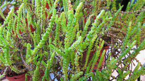 How To Grow And Care For Crassula Muscosa Aka The Watch Chain Plant Crassula Muscosa Crassula