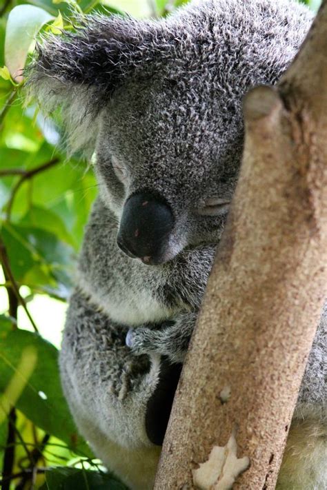 Koala In Australia Koala Koala Bear Animals Beautiful