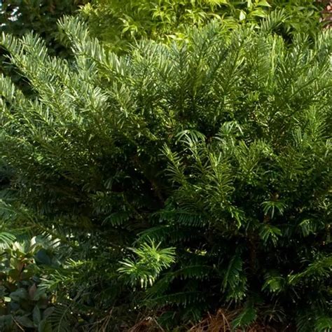 Yewtopia Plum Yew Shrub Cephalotaxus Harringtonia Plania Garden