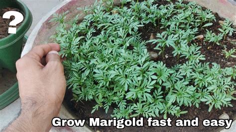 How Long Does Marigold Take To Grow