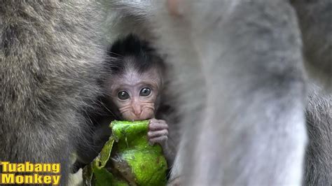 Masih Belum Berani Jauh Dari Ibu Monyet Kecil Lucu Dan Menggemaskan