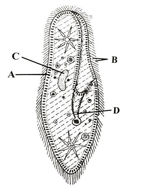 A B C D C Pellicle Cilia Marcronucleus Cyostome