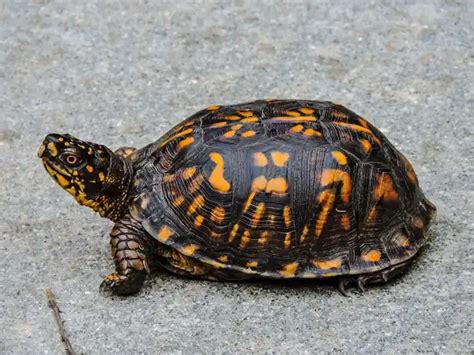 Box Turtle - Facts, Size, Diet, Pictures - All Animal Facts