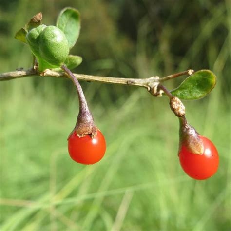 Lycium Barbarum Goji Berry Seeds Onszaden