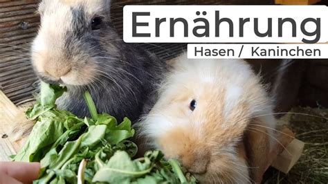 Hasen Kaninchen Ernährung Ratgeber Tipps Youtube