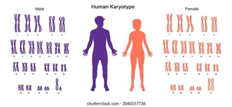 Sex Chromosome Structure Male Female Biological Stock Vector Royalty Free 2040157736