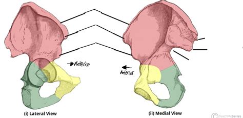 The Ilium Coxal Bones Diagram Quizlet