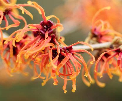 Best spring flowering shrubs: 11 beautiful choices | Homes & Gardens