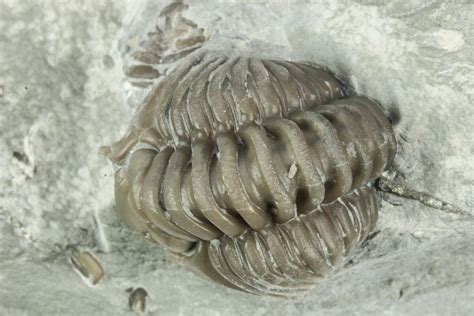 7 Wide Enrolled Flexicalymene Trilobite In Shale Mt Orab Ohio