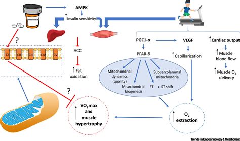 Mitochondrial Complex I Inhibition By Metformin Drugexercise